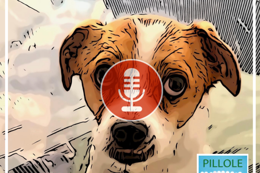 La canzone – Animale